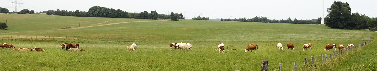 Kühe auf der Weide ©Feuerbach